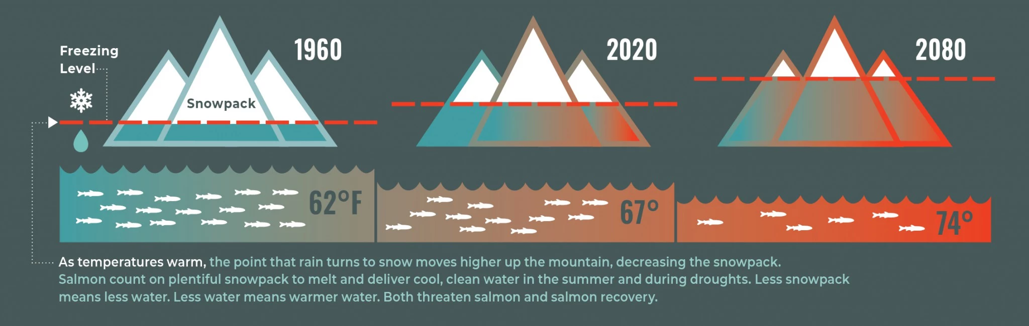 Salmon Decline Graph Due To Climate Change